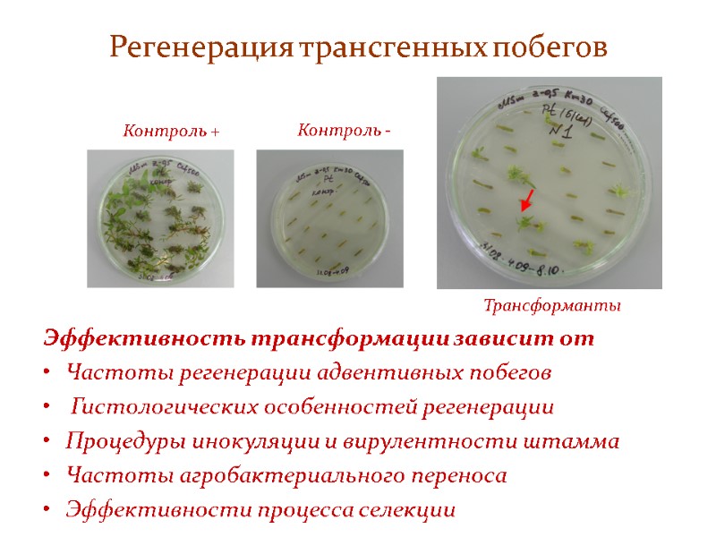 Регенерация трансгенных побегов Эффективность трансформации зависит от Частоты регенерации адвентивных побегов  Гистологических особенностей